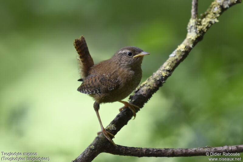 Eurasian Wrenjuvenile