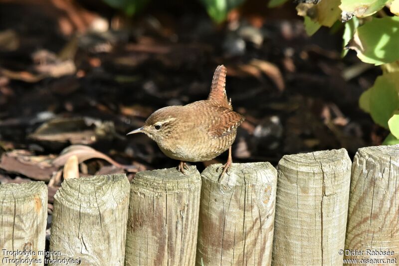 Eurasian Wrenadult