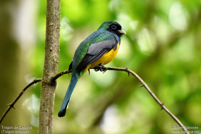 Trogon de Cabanis mâle