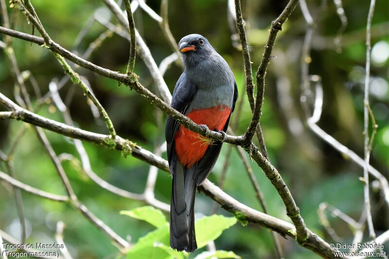 Slaty-tailed Trogon female adult