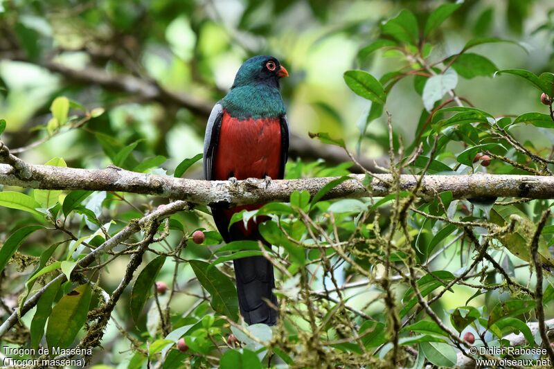 Slaty-tailed Trogon male adult