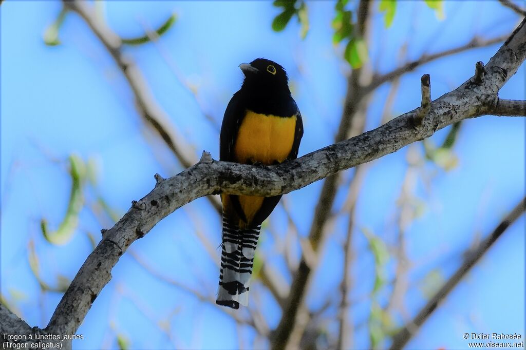 Trogon pattu