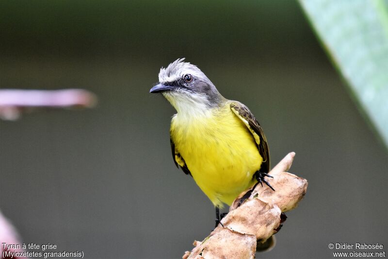 Grey-capped Flycatcher