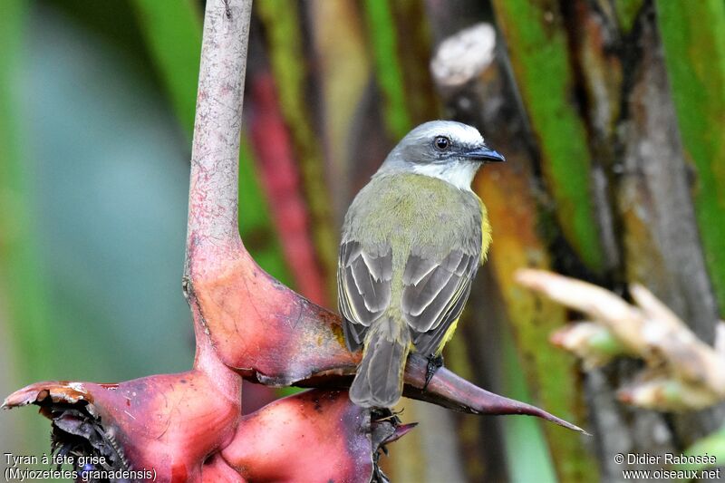 Grey-capped Flycatcher, identification