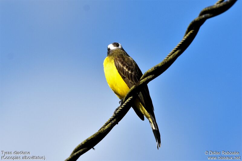 White-ringed Flycatcheradult, identification