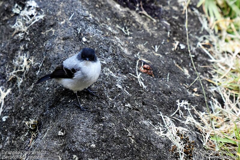 Torrent Tyrannulet