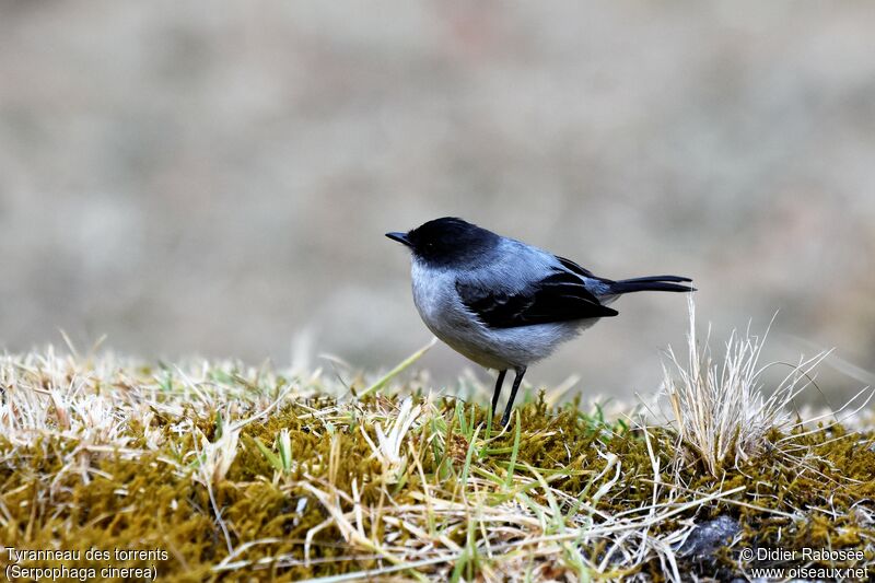 Torrent Tyrannulet