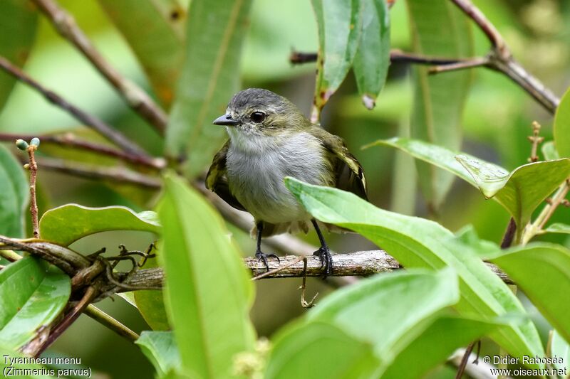 Mistletoe Tyrannulet male adult post breeding