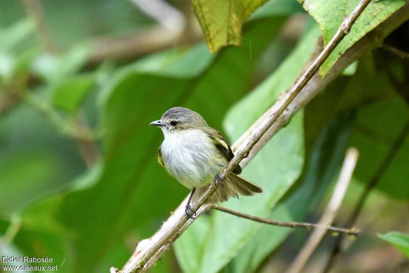 Mistletoe Tyrannulet male adult post breeding, close-up portrait, pigmentation