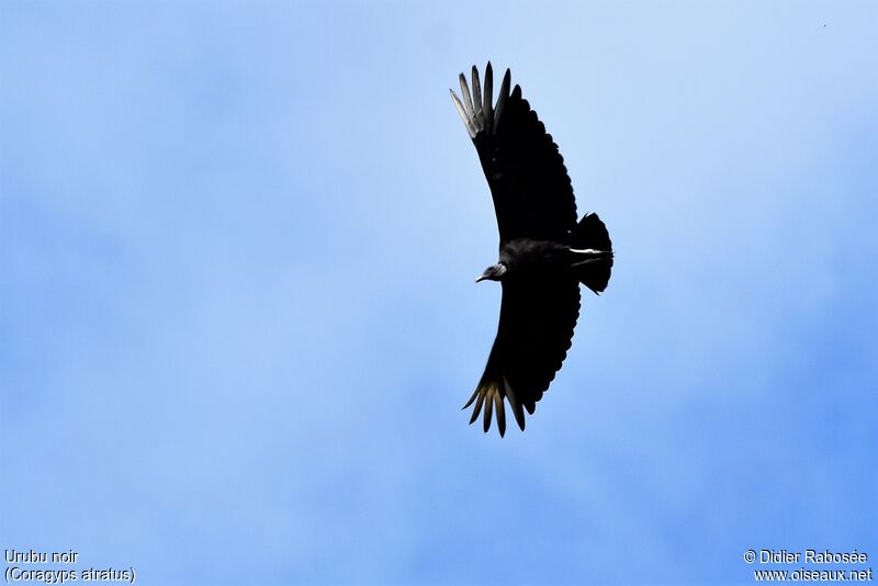 Black Vulture, Flight