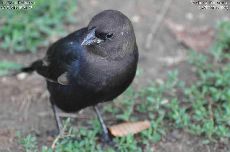 Brown-headed Cowbird