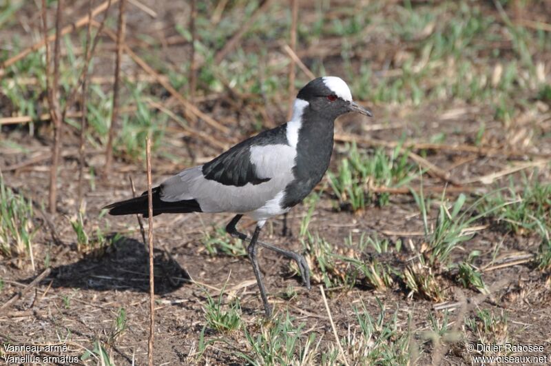 Blacksmith Lapwing