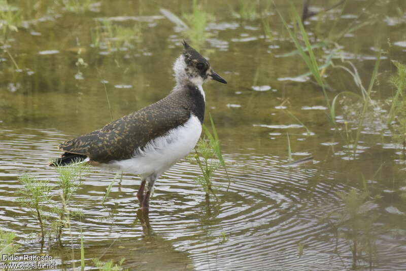 Northern Lapwingjuvenile, identification