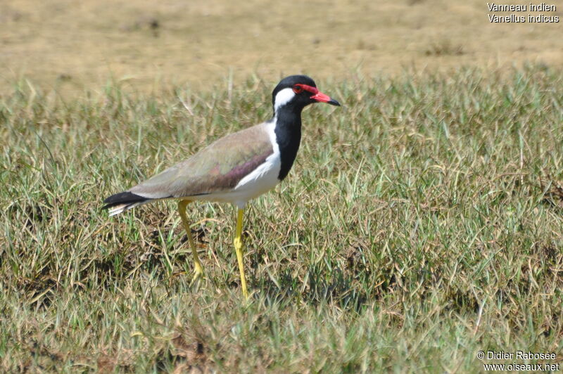 Red-wattled Lapwing