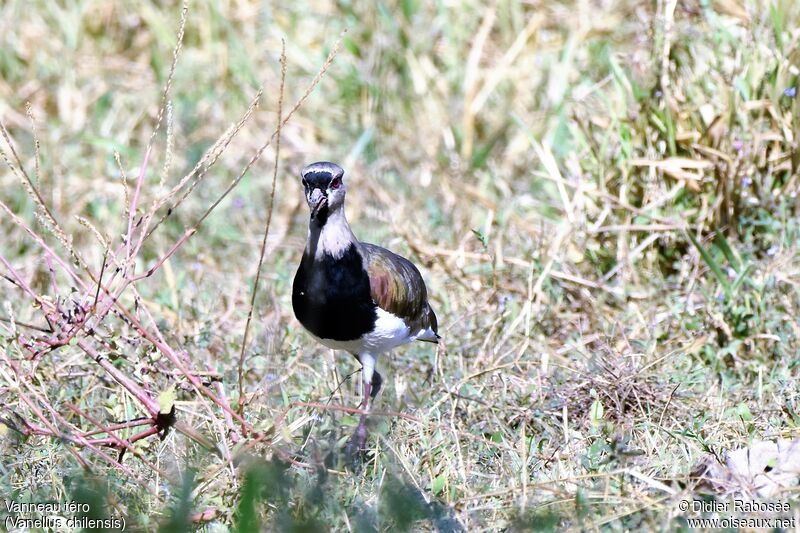 Southern Lapwing