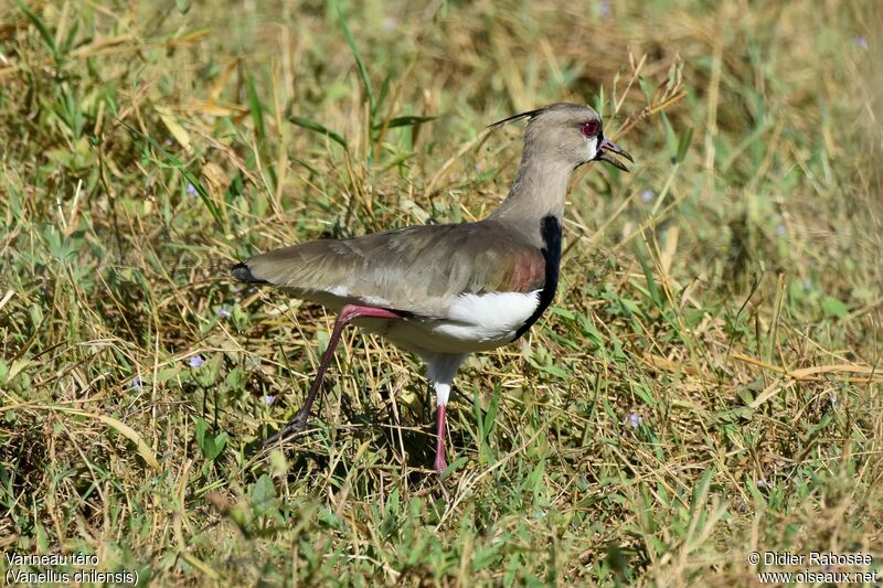 Southern Lapwing