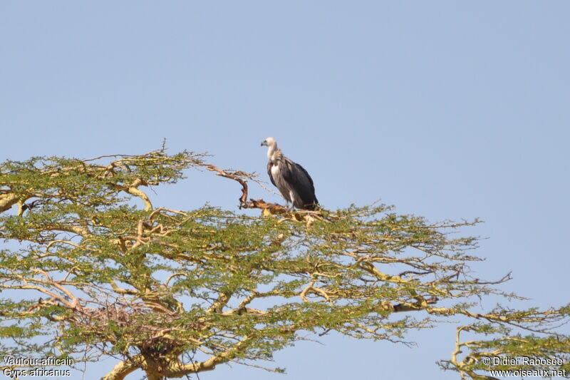 White-backed Vulture