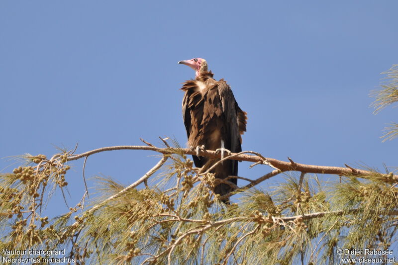 Hooded Vulture