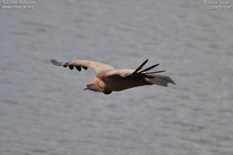 Griffon Vultureadult, Flight