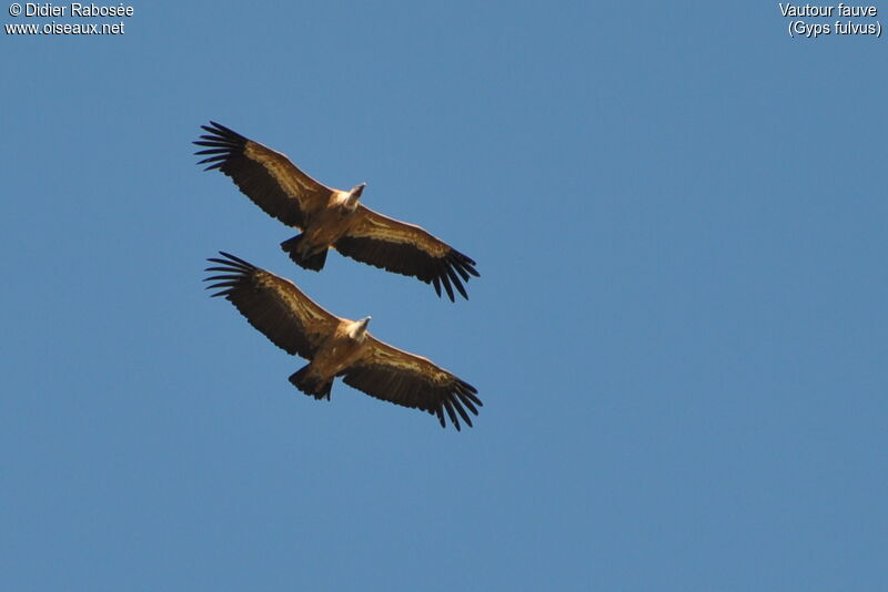 Griffon Vulture, Flight