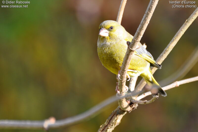 European Greenfinch male