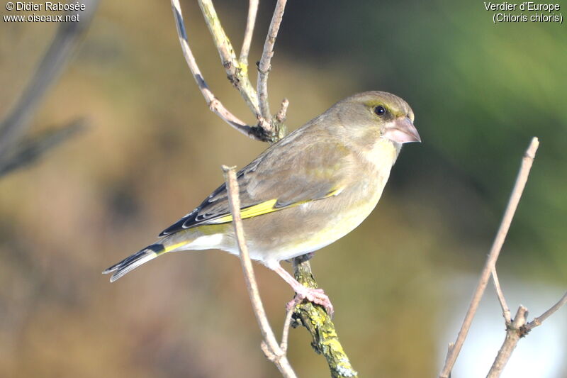 European Greenfinch female