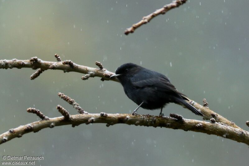 White-winged Black Tyrantadult