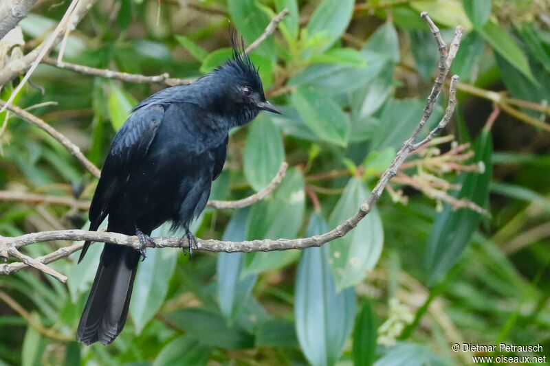 Crested Black Tyrantadult