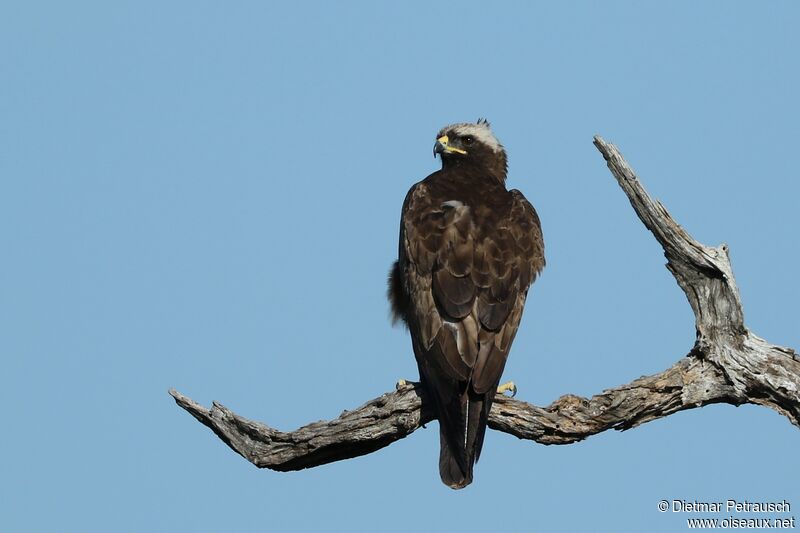 Aigle de Wahlbergadulte