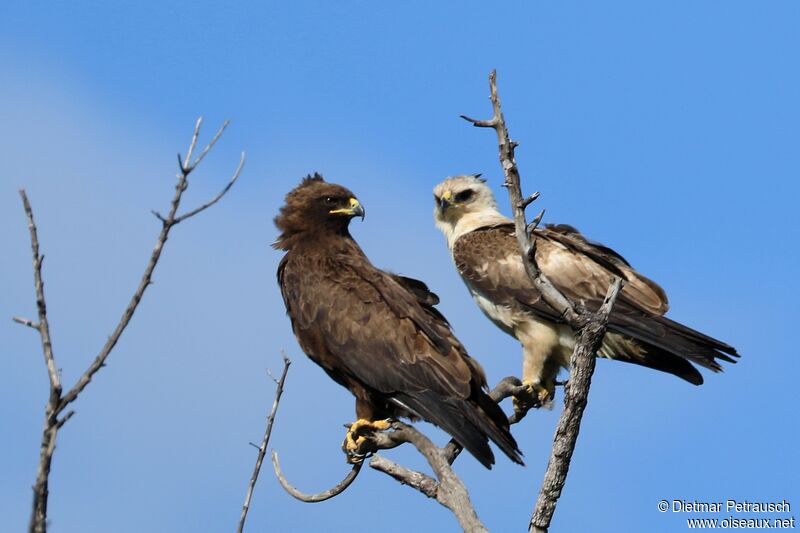 Aigle de Wahlbergadulte