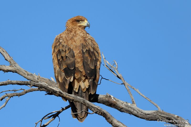 Aigle ravisseuradulte