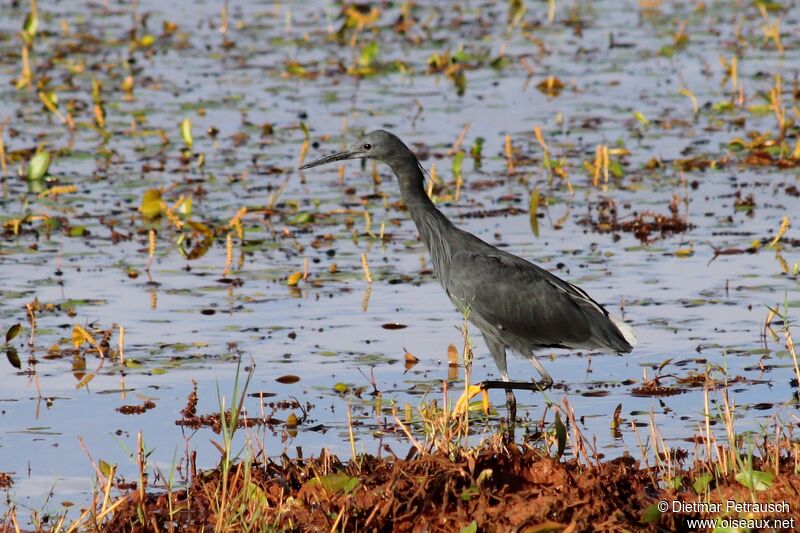 Aigrette ardoiséeadulte, habitat, marche