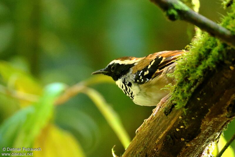 White-bibbed Antbird male adult