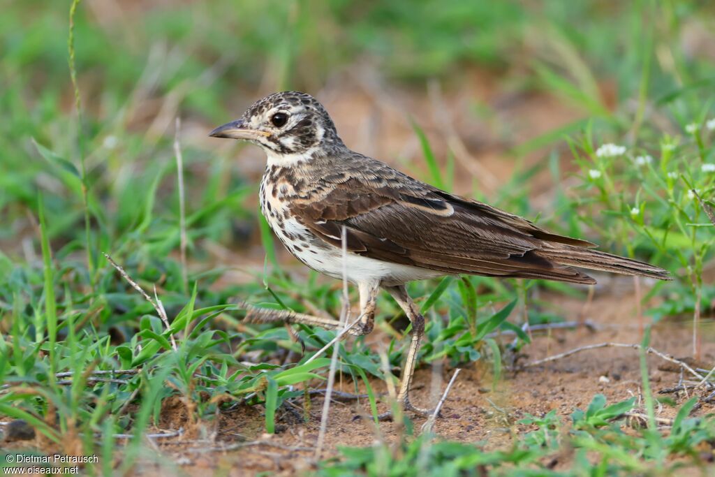 Dusky Lark