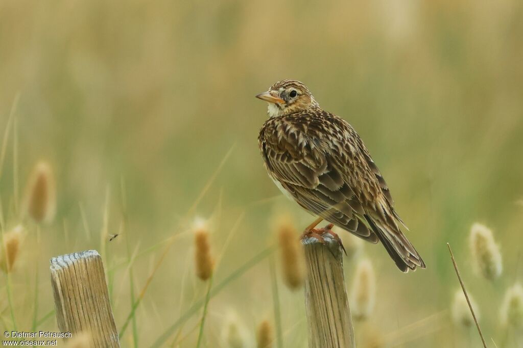 Eurasian Skylark