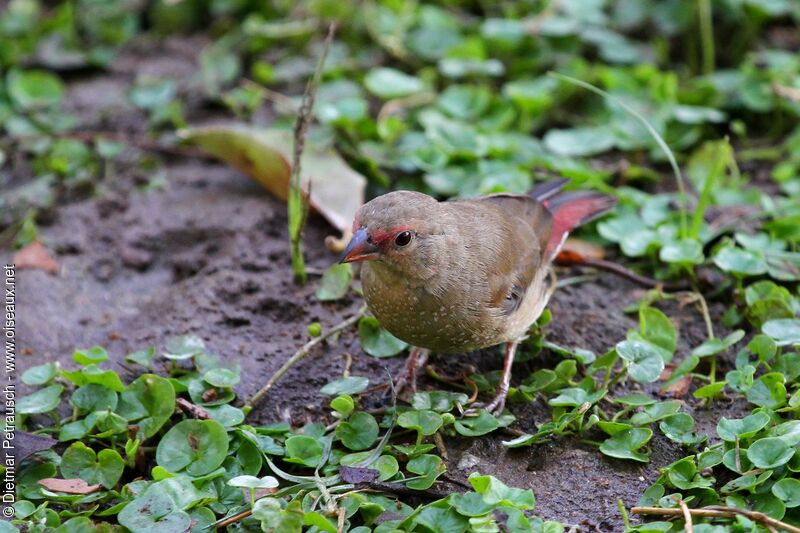 Red-billed Firefinch female adult