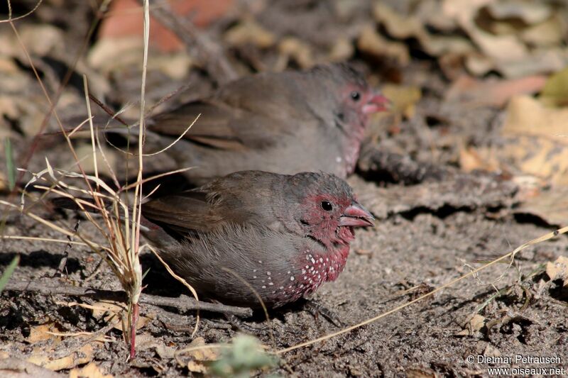 Brown Firefinchadult