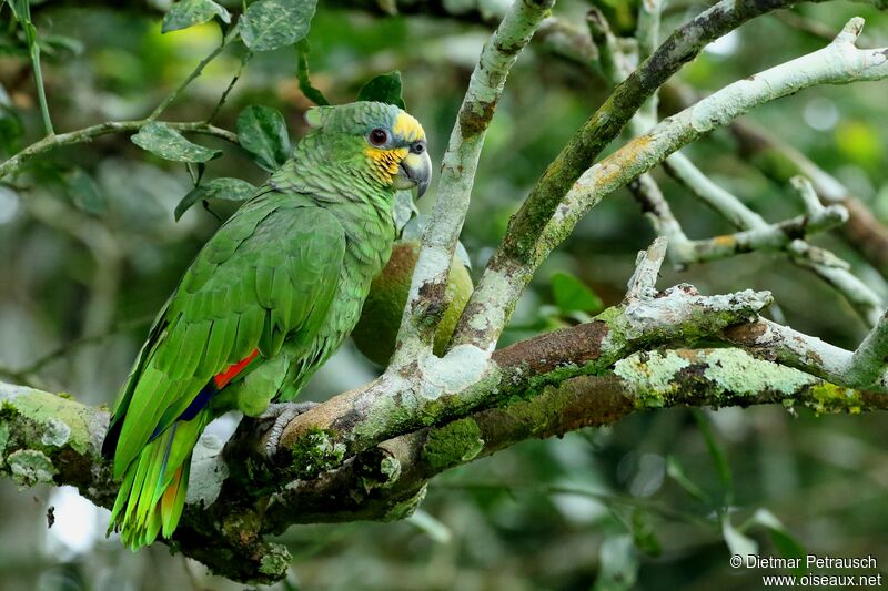 Turquoise-fronted Amazonadult