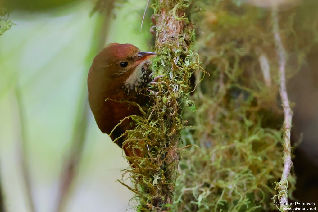 Anabasitte étoiléeadulte