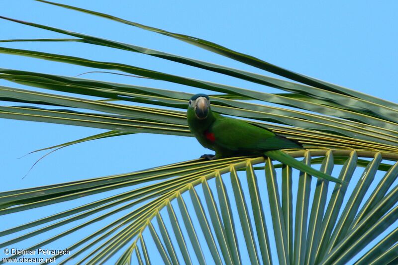 Red-shouldered Macawadult