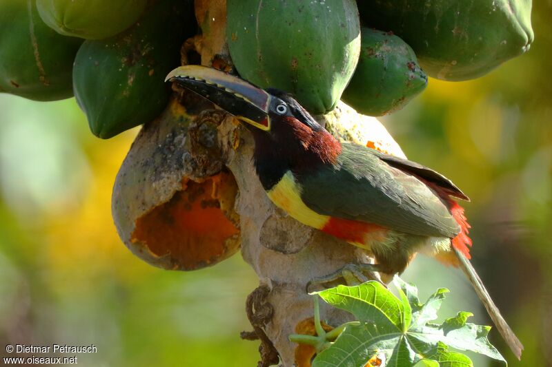 Chestnut-eared Aracariadult, eats