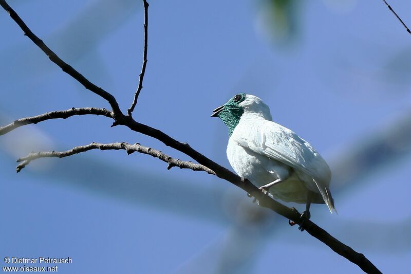 Bare-throated Bellbirdadult