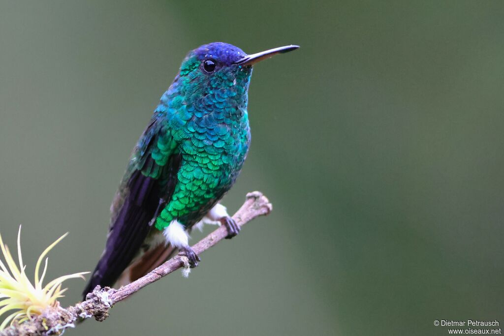 Ariane à front bleuadulte