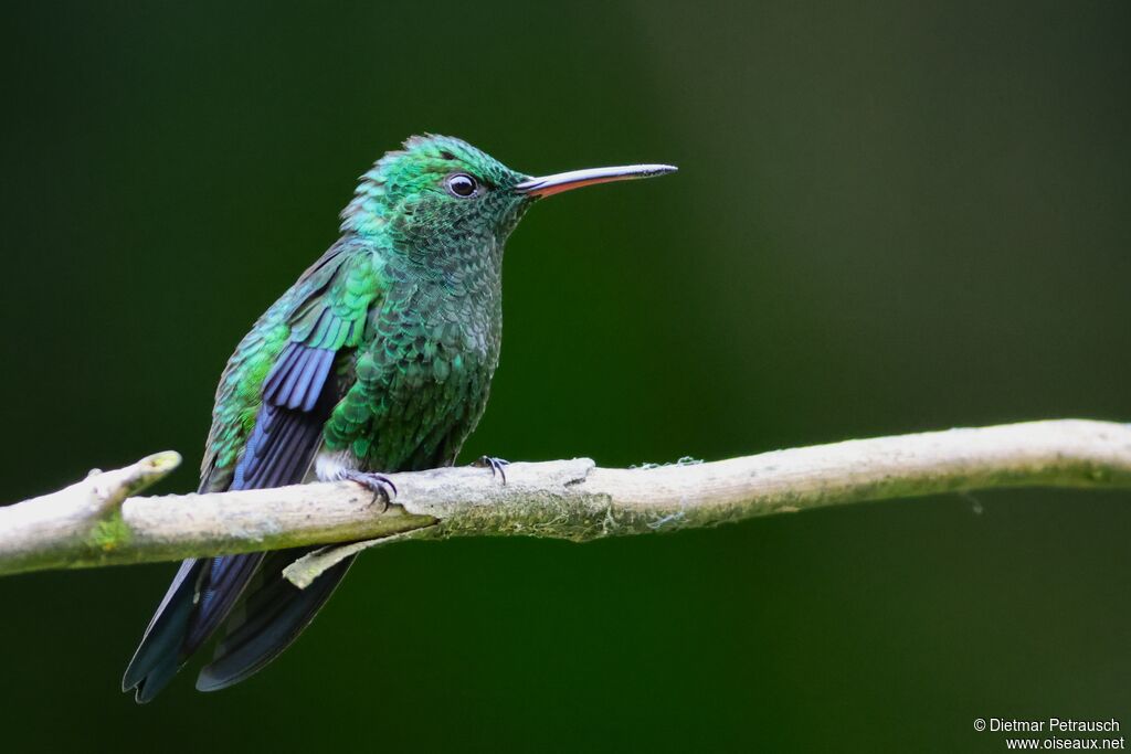 Ariane de Sophieadulte