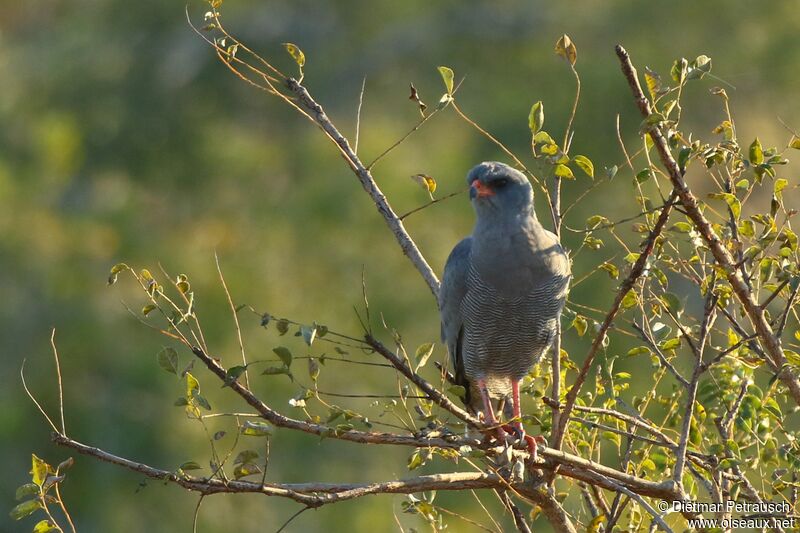 Dark Chanting Goshawkadult, habitat