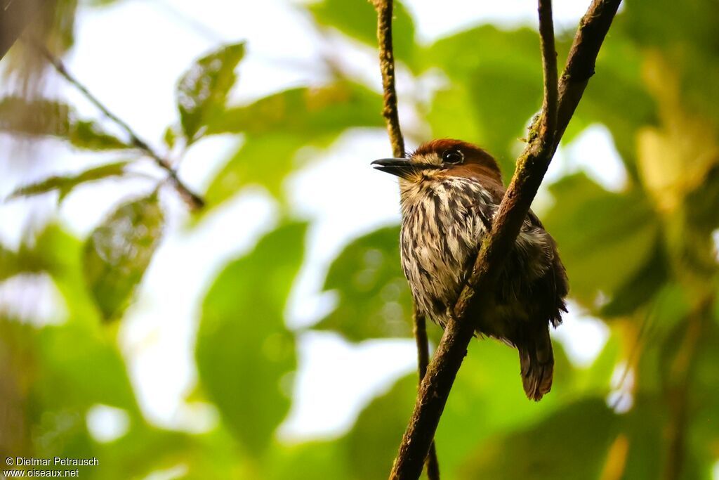 Barbacou lancéoléadulte