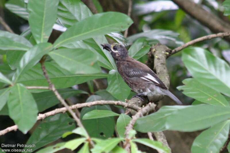 Whyte's Barbetadult, identification