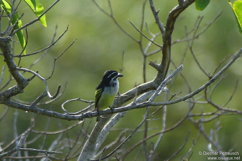 Yellow-rumped Tinkerbirdadult