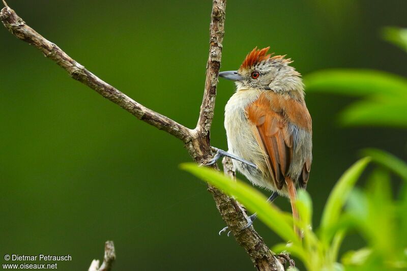 Rufous-winged Antshrike female adult