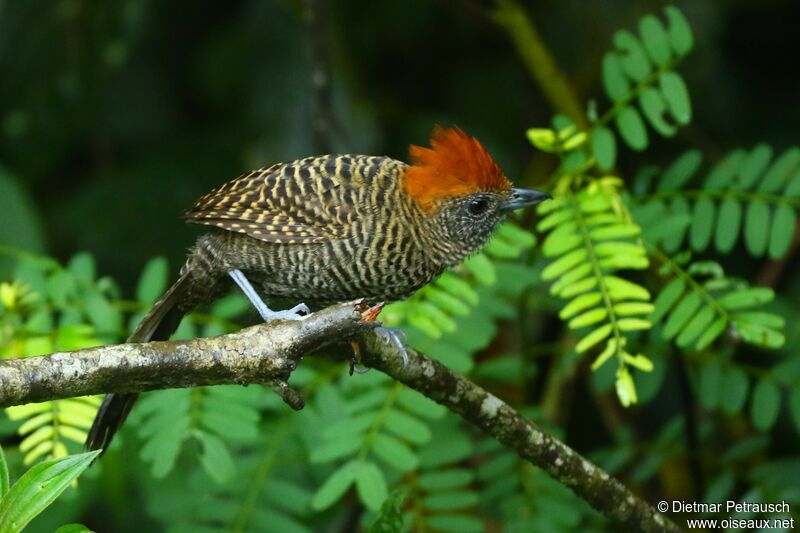 Tufted Antshrike female adult